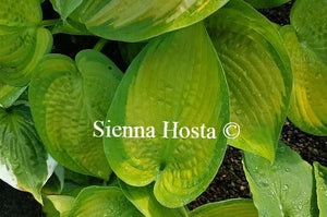 Hosta Paradigm