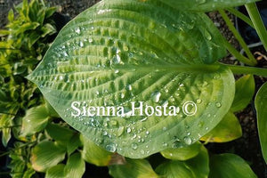 Hosta Paul's Glory