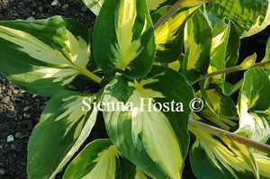 Hosta Morning Star