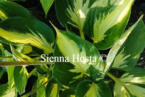 Hosta Morning Star