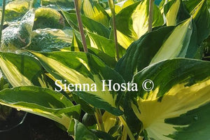 Hosta Morning Star