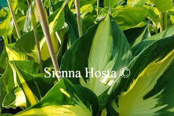 Hosta Morning Star