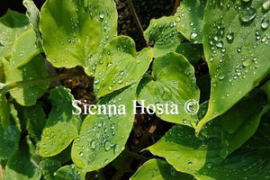 Hosta Paradise Red Delight