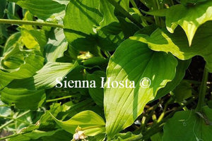 Hosta Stir Fry