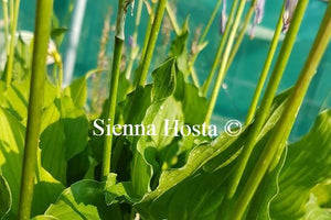 Hosta Stir Fry