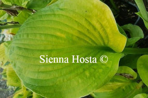 Hosta Mango Smoothie