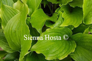 Hosta Lakeside Coal Miner