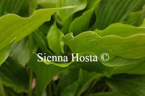 Hosta Lakeside Coal Miner