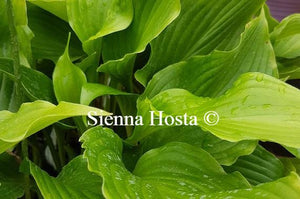 Hosta Lakeside Coal Miner