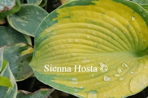 Hosta Blue Shadows