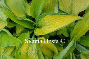Hosta Blue Shadows