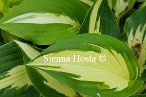 Hosta Christmas Candy