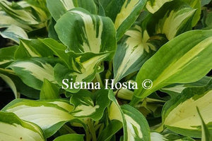 Hosta 'Christmas Candy'