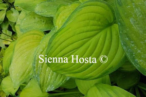 Hosta Guacamole