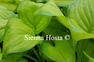 Hosta Guacamole