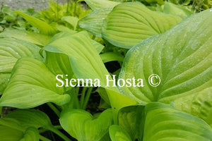 Hosta Guacamole