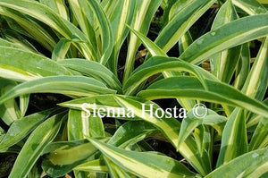 Hosta Little Treasure