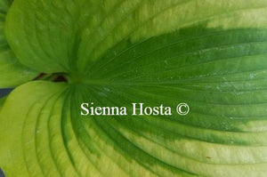 Hosta 'Afterglow'