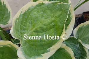 Hosta Flemish Master