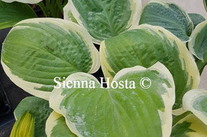 Hosta Flemish Master