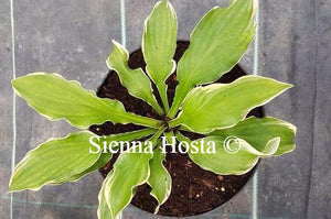 Hosta 'Wheee!'