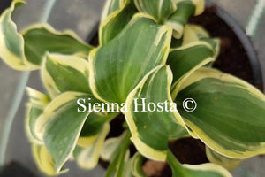 Hosta Mini Skirt