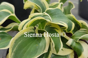 Hosta Mini Skirt