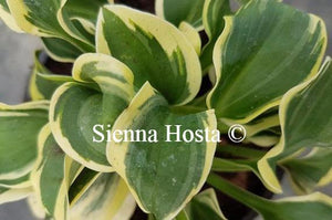 Hosta Mini Skirt