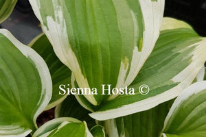 Hosta Bridal Falls
