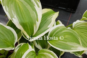 Hosta Bridal Falls