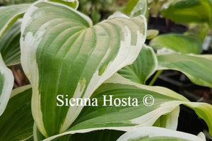 Hosta Bridal Falls