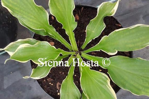 Hosta 'Wheee!'