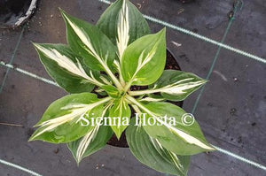 Hosta Americana