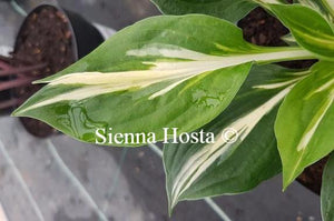 Hosta Americana