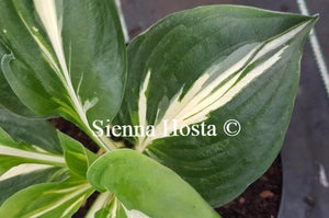 Hosta Americana