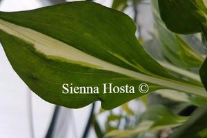 Hosta Americana