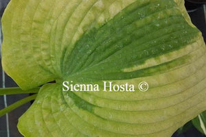 Hosta 'Afterglow'