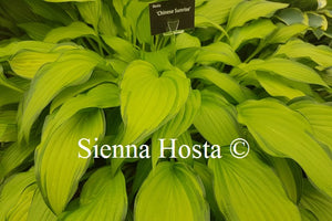 Hosta 'Chinese Sunrise'