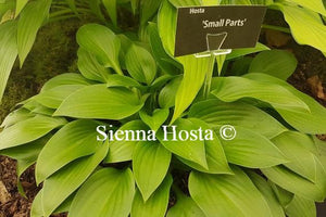 Hosta Small Parts