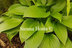 Hosta Small Parts