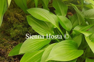 Hosta Small Parts