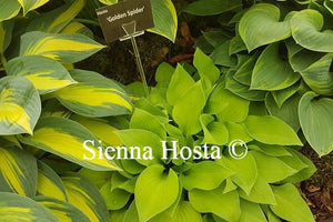 Hosta Golden Spider