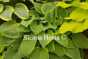 Hosta Abby 