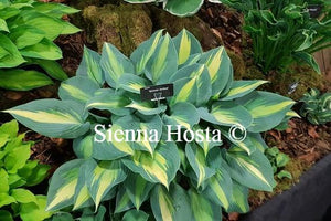 Hosta 'Dinner Jacket'