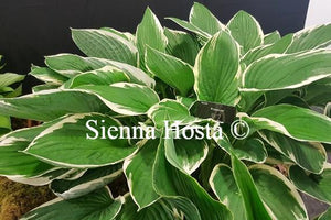 Hosta 'Francee'