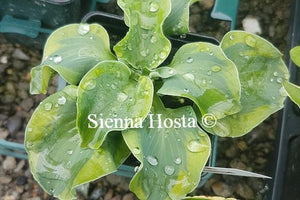 Hosta School Mouse