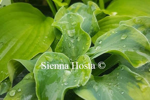 Hosta School Mouse