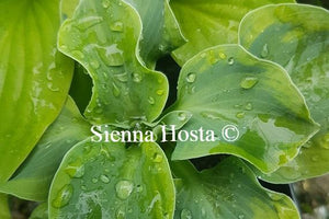 Hosta School Mouse