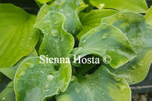 Hosta School Mouse