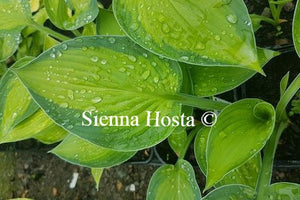 Hosta Rossing's Pride